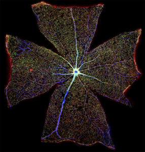 Surface of a Mouse Retina | Wellcome Image Awards 2017 | ORBITER magazine