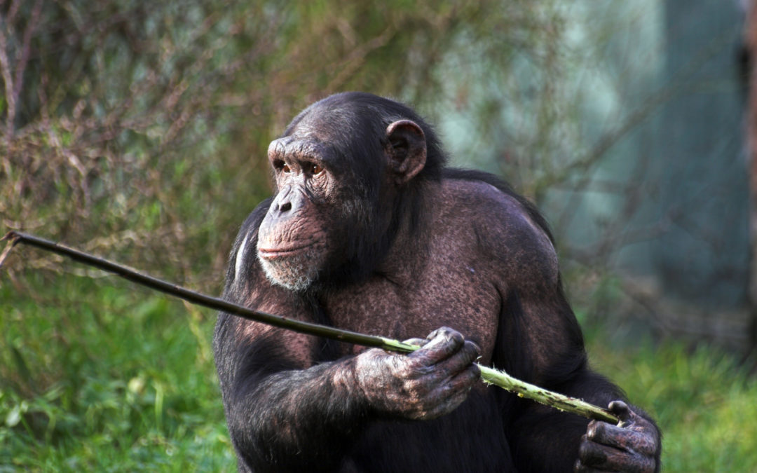 A New Theory of Human Intelligence