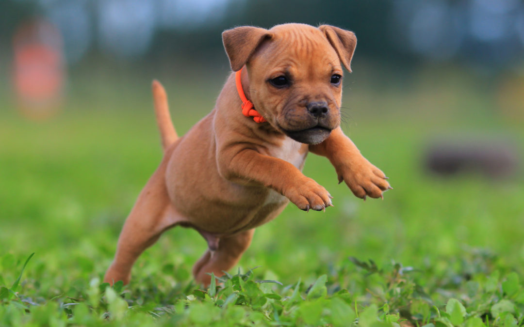 Puppy Love