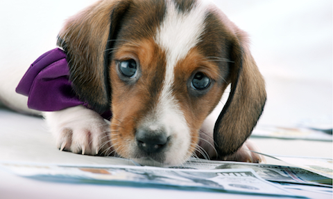 You Choose: Money or Puppies?