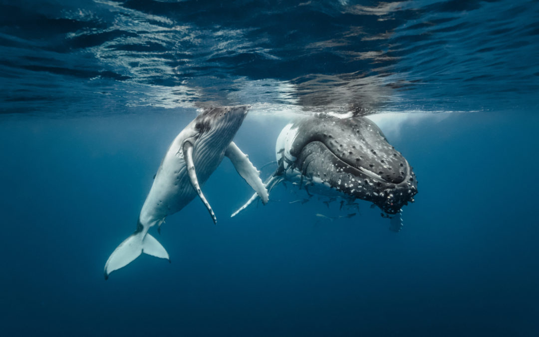 The Evolutionary Math Puzzle