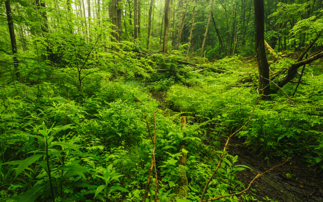 Why Forests Give You Awe