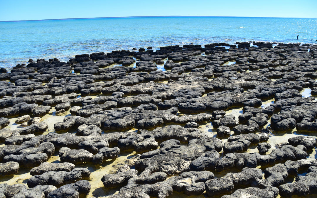 World’s Oldest Fossils?