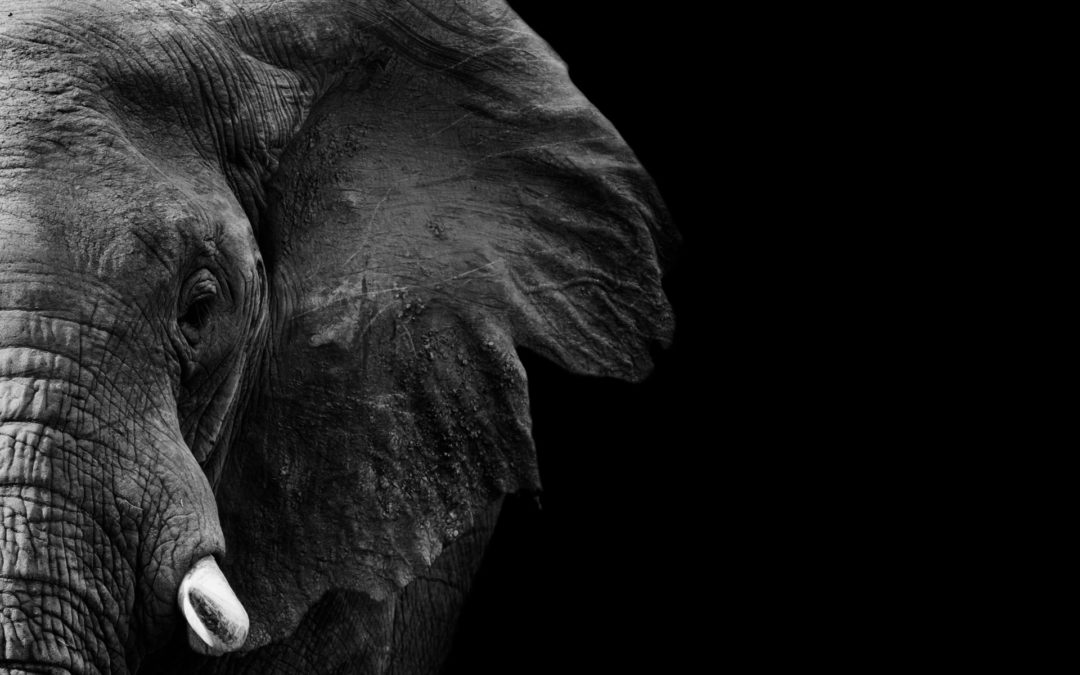The Elephant as a Person