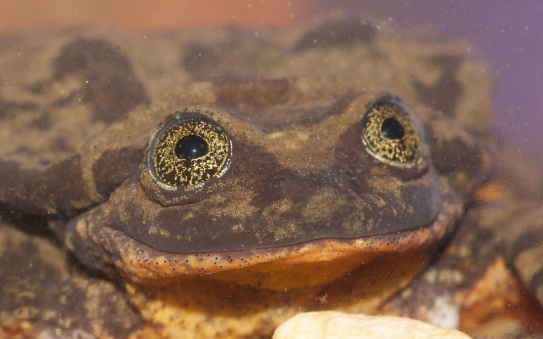 World’s Loneliest Frog Gets a Date