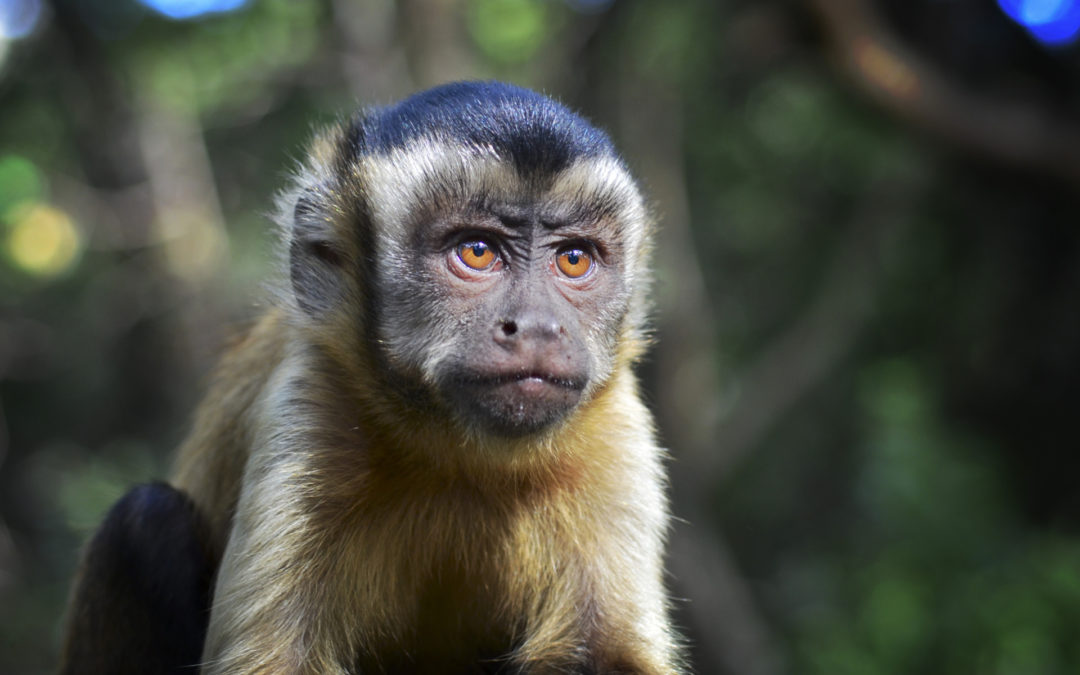 What Can Monkeys Teach Us About Ourselves?