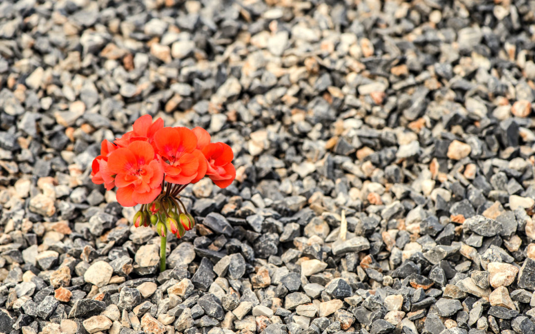 Resilience and Spiritual Fortitude