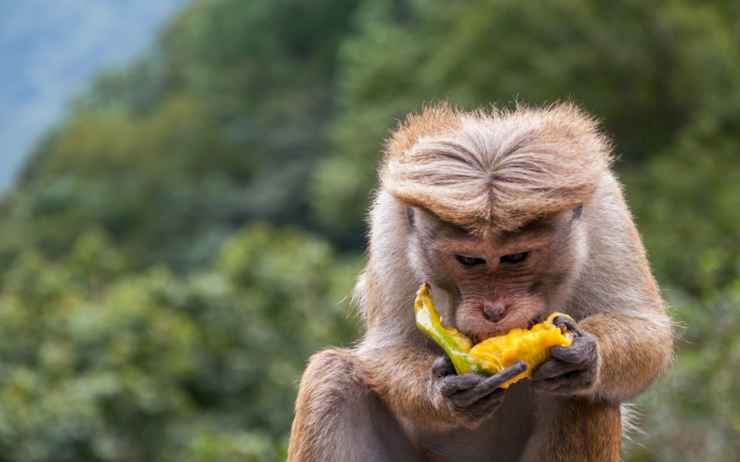 What’s for Dinner? Monkey Meat.