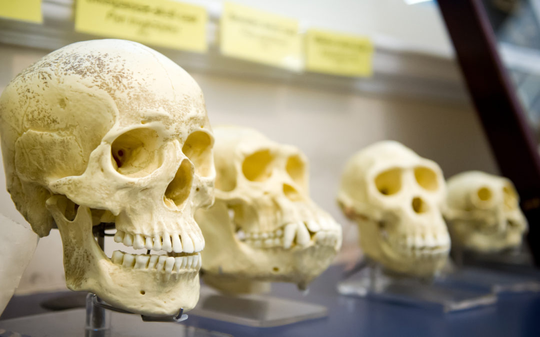 Christians Believe in Evolution