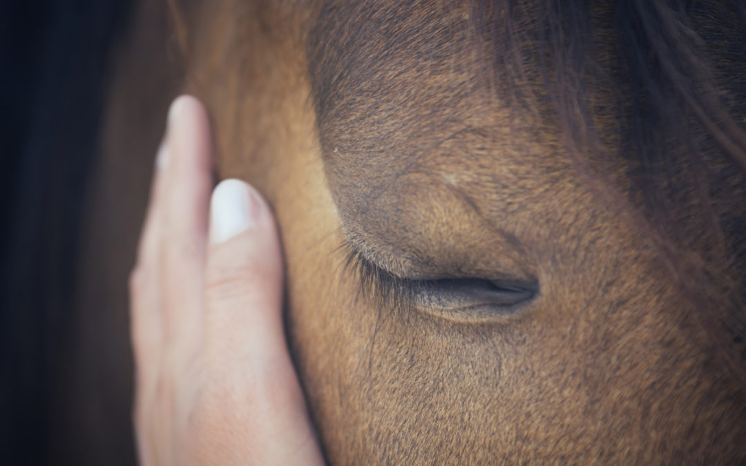 Do Animals Have Feelings?