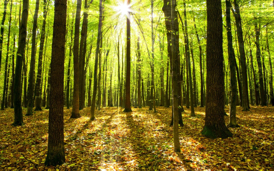 Do Trees Have a “Hidden Life”?