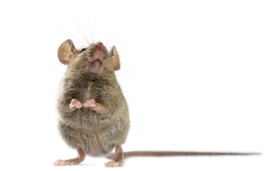 The Singing Mouse