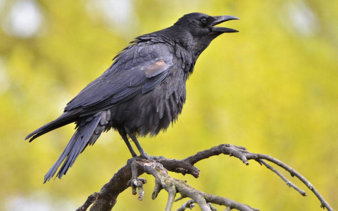 Do Animals Have Feelings?