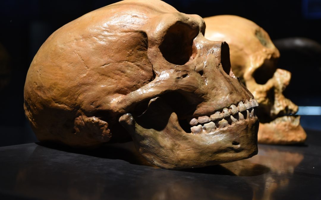 Neanderthal Brains