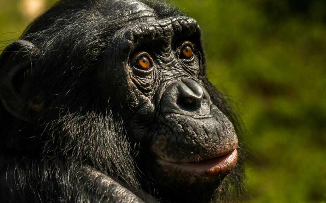 How We Differ from Chimps